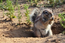 Una ardilla terrestre del Cabo, escondiendo su comida. Imagen: Brittany Summer. Fuente: Centro de Investigación Kalahari.