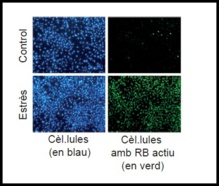 Células con proteína RB activada (dcha.), y desactivada (izda.). Fuente: UPF.