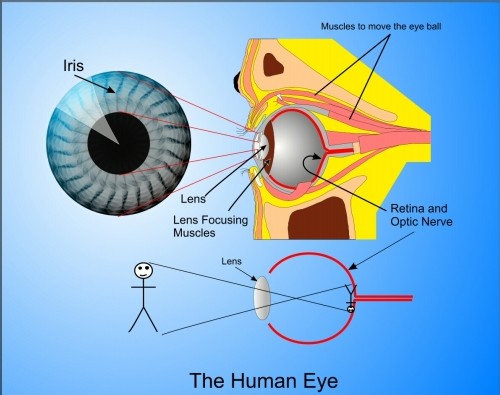 La visión es una puerta al enigma del psiquismo