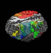 Mapeo del cerebro. Fuente: Caltech.