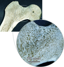 Nuevos biomateriales que imitan la porosidad de los huesos humanos. Foto: Universidad de Princeton.