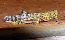 Schistocerca gregaria o Langosta del desierto. Fuente: Wikimedia Commons.