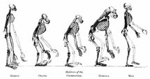 El lenguaje jugó una mala pasada a Darwin