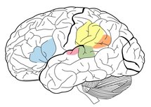 Algunas de las áreas cerebrales asociadas con el lenguaje: Área de Broca (Azul), Área de Wernicke (Verde), Supramarginal gyrus (Amarillo), Angular gyrus (Naranjado) ,Primary Auditory Cortex (Rosado). James.mcd.nz. Wikipedia.