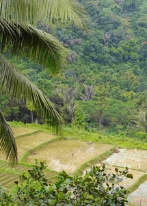 La agricultura tradicional se basa en creencias y tradiciones en Sumatra. Foto: Universidad de Kent.