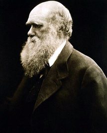 Charles Darwin, padre de la teoría de la evolución por selección natural. Fotografía de Julia Margaret Cameron. Fuente: Wikimedia Commons.