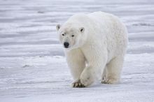 Oso polar. Fuente: Wikimedia Commons.