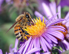 Apis mellifera extrayendo néctar. Fuente: Wikimedia Commons.