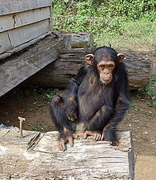 Chimpancé común. Fuente: Wikimedia Commons.