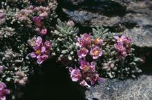 Nevadensia purpurea, especie de montaña que podría desaparecer de las cumbres europeas en las próximas décadas. Imagen: Harald Pauli.