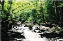 Bosque de las Montañas Blancas, Estados Unidos. Fuente: Wikimedia Commons.