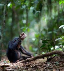 Un chimpancé (Pan troglodytes) rompiendo nueces. Imagen: Luncz et al. Fuente: Current Biology.