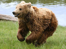 Ursus arctos. Fuente: Wikimedia Commons.