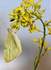 Una mariposa. Imagen: Nina Fatouros.