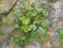 Una planta de Borderea chouardii. Fuente: CSIC.