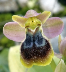 La nueva especie de orquídea. Fuente: UPV.