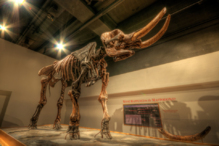 Mastodonte del Museo de NYS, en Albany (Nueva York). Imagen: Skunkworks Photographic. Fuente: Flickr.