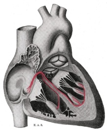 Ilustración del corazón. Fuente: Wikipedia