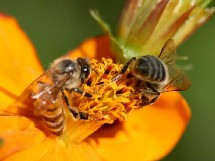 Utilizan abejas para detectar explosivos