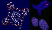 A la izquierda, representación de las estructuras de cuádruple hélice. A la derecha, su visualización en células cancerosas. Fuente: Universidad de Cambridge/SINC.