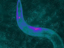 El gusano C. elegans con TMC-1 expresando neuronas quimiosensoriales marcadas con una proteína fluorescente. Imagen: William Schafer. Fuente: Nature/SINC.