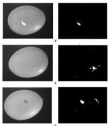 Fotos de las cáscaras (izquierda) de los huevos defectuosos, e imágenes segmentadas (derecha). Imagen: Loredana Lunadei. Fuente: UPM.