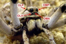 Disposición de los 4 pares de ojos en el cefalotórax de la araña Lycosa tarantula. Imagen: Joaquín Ortega Escobar. Fuente: UAM.