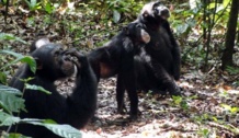 Chimpancés observando las coronas de los árboles en la búsqueda de fruta. Imagen: Ammie Kalan. Fuente: Instituto Max Planck.