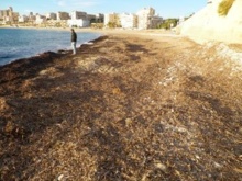 Montones de algas arrastradas a las playas por el mar. Fuente: UA.