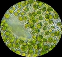 Foto microscópica de Chlorella vulgaris. Imagen: VladiDamian. Fuente: Wikipedia.