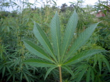 Una planta de cannabis. Fuente: Wikimedia Commons.