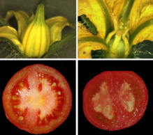 Comparación entre un tomate no partenocárpico (izquierda) y uno partenocárpico (derecha). Fuente: CSIC.