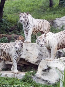 Tigres blancos del Chimelong Safari Park. Fuente: Chimelong Safari Park.