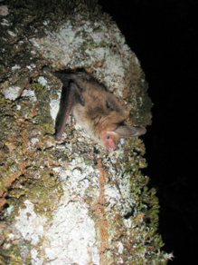 Murciélago de Bechstein, Myotis bechsteinii. Imagen: María Napal. Fuente: UPV/EHU.