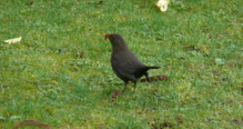 Las aves se confían más en las ciudades que en las zonas rurales. Fuente: CSIC.