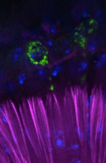 El aparato auditivo de la mosca de la fruta, con marcadores celulares fluorescentes. Fuente: Universidad de Iowa.