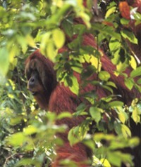 Orangután macho. Fuente: UZH.