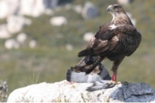 El águila perdicera es una de las aves rapaces más amenazadas de la región mediterránea. Fuente: UB.