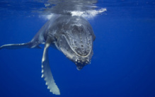 Una ballena azul. Fuente: AlphaGalileo.