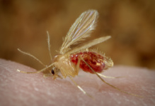 Mosquito 'Phlebotomus papatasi', uno de los que transmiten la leishmaniasis. Imagen: CDC/Frank Collins. Fuente: Wikipedia