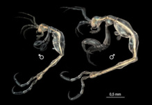 Ilustración de la hembra y el macho de Liropus minusculus. Fuente: SINC.