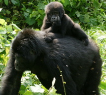 El Proyecto Gran Simio (PGS), fundado en 1993, reclama una extensión del igualitarismo moral para que incluya a todos los grandes simios. Esto incluye a las especies de los chimpancés, los gorilas, los bonobos y los orangutanes. Imagen: Fiver Löcker. Fuente: Flickr.