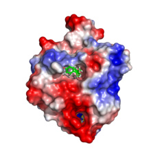 El bisfenol A, unido a la proteína K-Ras. Imagen: Schöpel. Fuente: Universidad Ruhr de Bochum.