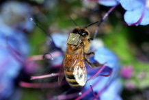 Una abeja con el sensor incorporado. Fuente: CSIRO.