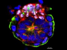 Embrión de ratón, con forma de roseta. Imagen: Magdalena Zernicka-Goetz y Ivan Bedzhov. Fuente: Universidad de Cambridge.