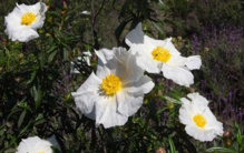 Una de las dos jaras estudiadas, 'Cistus ladanifer', con uno de los mayores tamaños florales del área mediterránea. Imagen: Alberto López Teixido. Fuente: MNCN-CSIC.