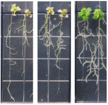 La planta de la derecha tiene más TPC1 del normal, la de enmedio, menos, y la de la izquierda, lo normal. Imagen: Won-Gyu Choi. Fuente: Gilroy Lab.