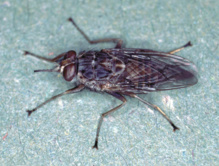 Mosca tse-tsé. Imagen: Alan R Walker. Fuente: Wikipedia.