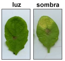 Efecto de la sombra en las defensas dependientes de jasmonato. Imagen: Roberto Solano. Fuente: CNB-CSIC.