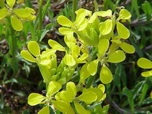 Los científicos del CSIC estudiaron 40 especies del género Erysimum L. Fuente: Wikipedia. 